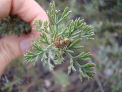 Serruria gremialis