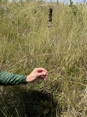 Gymneia