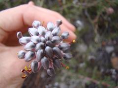 Serruria gremialis