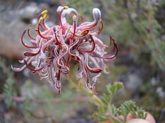 Serruria gremialis