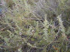 Serruria gremialis