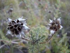 Serruria gremialis