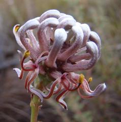 Serruria gremialis