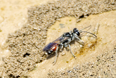 Lyroda