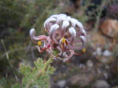 Serruria gremialis