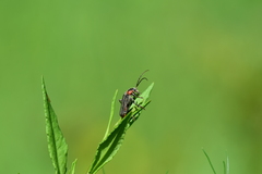 Cantharis reichei