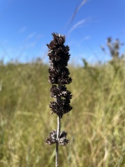 Gymneia