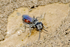 Lyroda