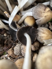 Coprinellus micaceus