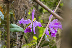 Cattleya warneri