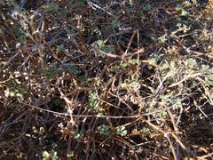 Pelargonium trifidum