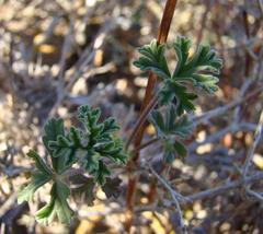 Pelargonium trifidum
