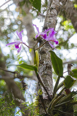 Cattleya warneri