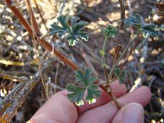 Pelargonium trifidum