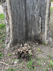 Coprinellus micaceus
