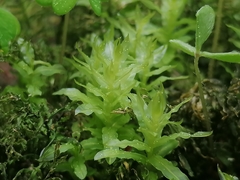 Plagiomnium undulatum