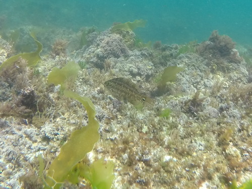 Symphodus melops