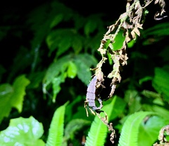 Pyrocoelia praetexta