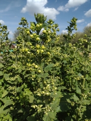 Scrophularia vernalis