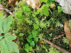 Plagiomnium undulatum