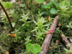 Plagiomnium undulatum