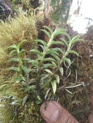 Fernandezia pectinata