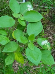 Croton ciliatoglandulifer