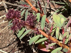 Euphorbia anthonyi