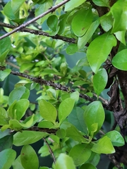 Magnoliopsida