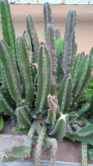 Stapelia gigantea