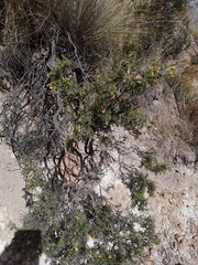 Adesmia miraflorensis