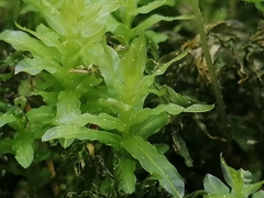 Plagiomnium undulatum