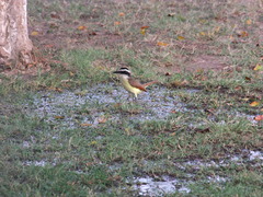 Pitangus sulphuratus