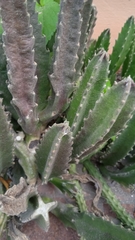 Stapelia gigantea