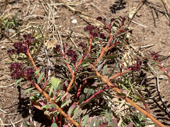 Euphorbia anthonyi