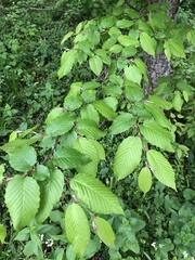 Carpinus betulus