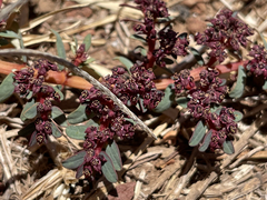 Euphorbia anthonyi