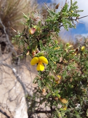 Adesmia miraflorensis