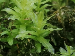 Plagiomnium undulatum