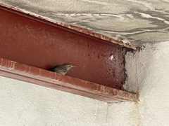 Troglodytes sissonii