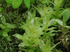 Plagiomnium undulatum