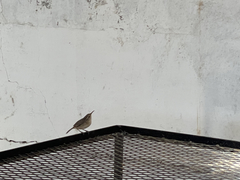 Troglodytes sissonii