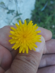 Sonchus tenerrimus tenerrimus