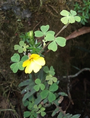 Oxalis flagellata