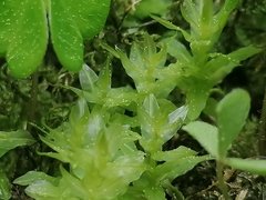 Plagiomnium undulatum