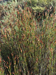 Willdenowia glomerata