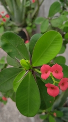 Euphorbia milii