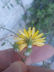 Sonchus tenerrimus tenerrimus