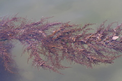 Sargassum confusum