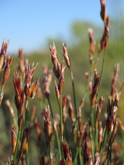 Willdenowia glomerata